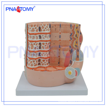 PNT-0338-2 Skeletal muscle fibers anatomical medical teaching model